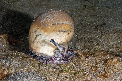 Snail (Tonnidae)