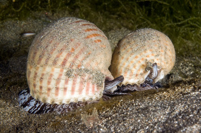 Snails (Tonnidae)