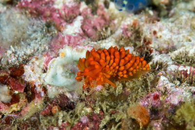 Nudibranch