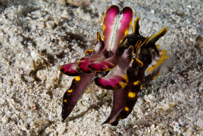 Flamboyant Cuttlefish