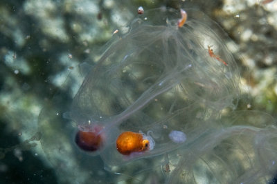 Unidentified cephalopod inside a tunicate 