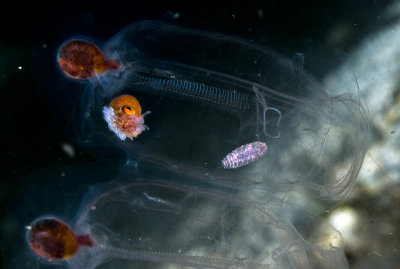Unidentified cephalopod inside a tunicate 