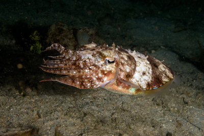 Cuttlefish