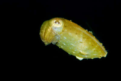 Pygmy Cuttlefish 