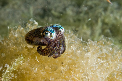 Bobtail Squid