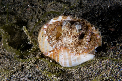 Coconut Octopus (Amphioctopus marginatus)