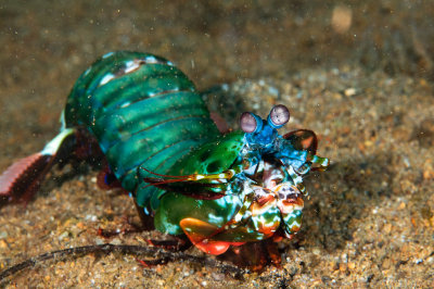 Peacok Mantis Shrimp