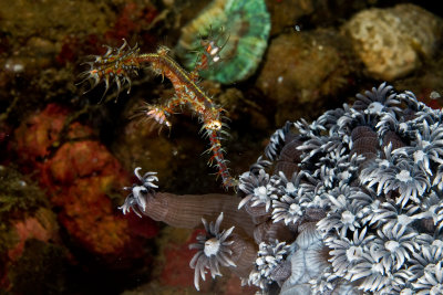 Ghost Pipe fish