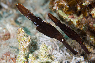 Robusy Ghost Pipefish