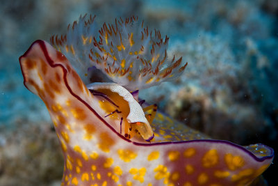 Ceratosoma Tenue with Emperor Shrimp