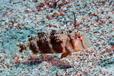 Juvenile Wrasse 