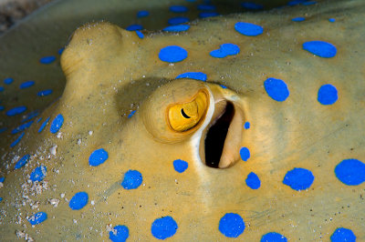 Blue Spotted Stingray