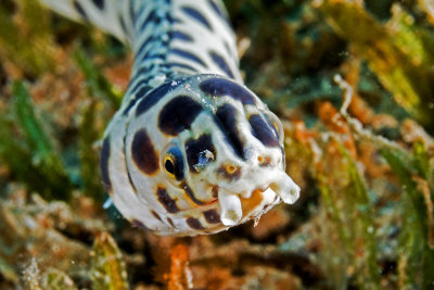 Tiger snake eel