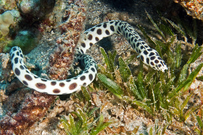 Tiger snake eel