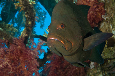 Red-Mouth Grouper