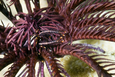 Feather star squat lobster