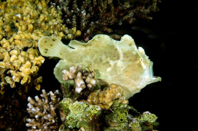 Painted Frogfish 