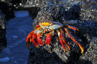 Sally Lightfoot Crab