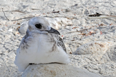 Juvenile Swallow-tailed gull 