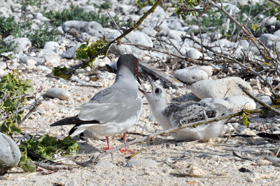 Swallow-tailed gulls 