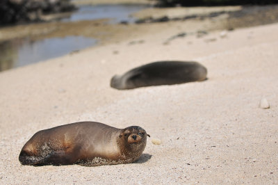 Galapagos sea lion