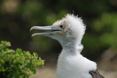 Jovenile frigate bird