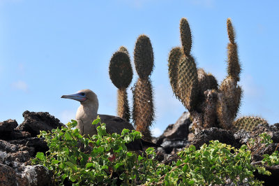 Red footed boobie