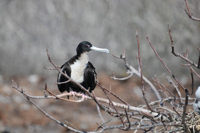 Juvenile Frigate Bird