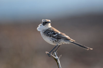 Mocking Bird