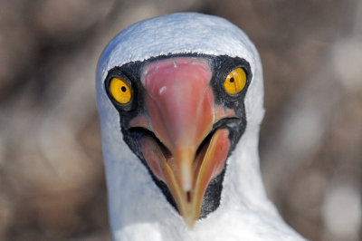 Masked Boobie