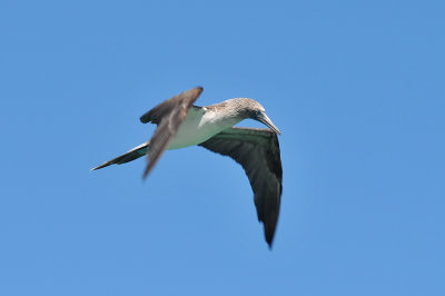 Blue Footed Boobie