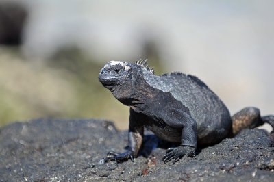 Marine Iguana