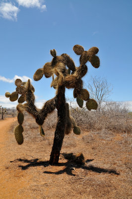 Cactus at  Dragon Hill (Cerro Dragon)