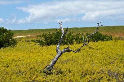 Dragon Hill (Cerro Dragon)