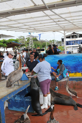 Fisherman Market in Poerto Ayora