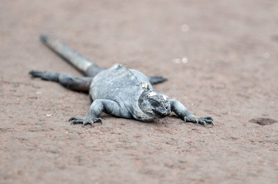 Marin Iguana