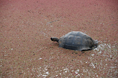 Giant Tortoise  