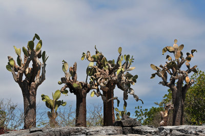 Cacti in Floreana