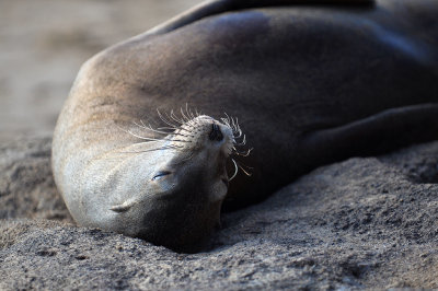 Sea Lion