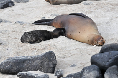 Sea Lion pup and his mother