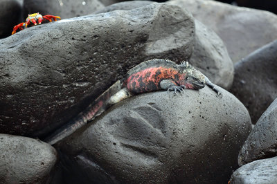 Marine Iguana