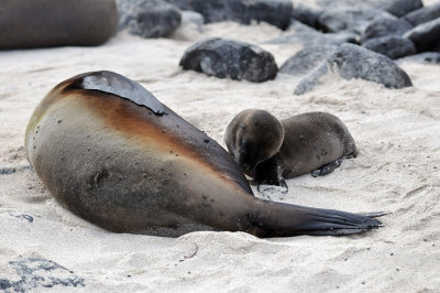 Sea Lion pup and his mother