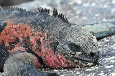 Marine Iguana