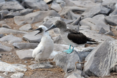 Blue Footed Boobie and a chick