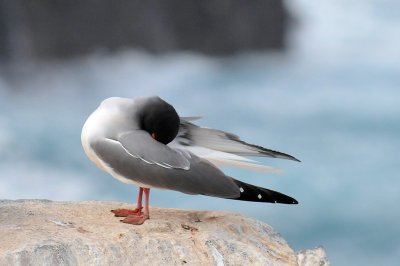 Swallow-tailed gull 