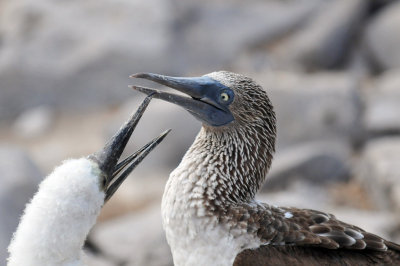 Blue Footed Boobie and a chick