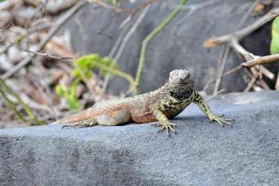 Lava Lizard