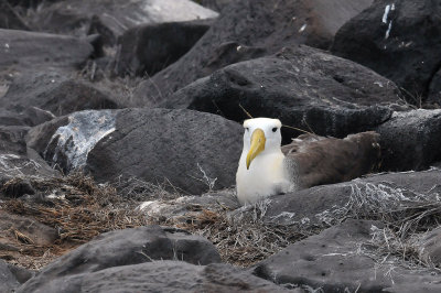 Waved Albatross 