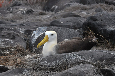 Waved Albatross 