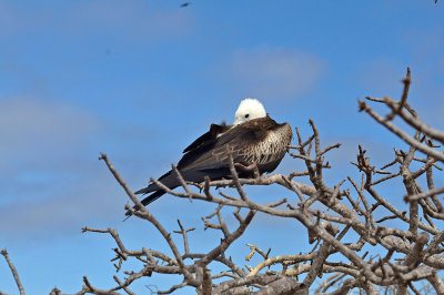 Frigate Bird